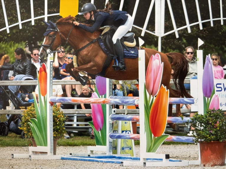 BWP (cheval de sang belge) Jument 6 Ans 147 cm Alezan in Essen