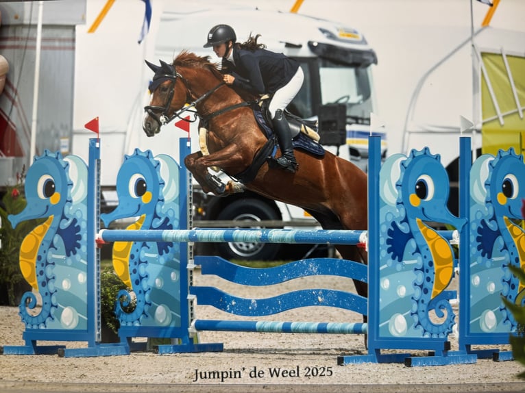 BWP (cheval de sang belge) Jument 6 Ans 147 cm Alezan in Essen