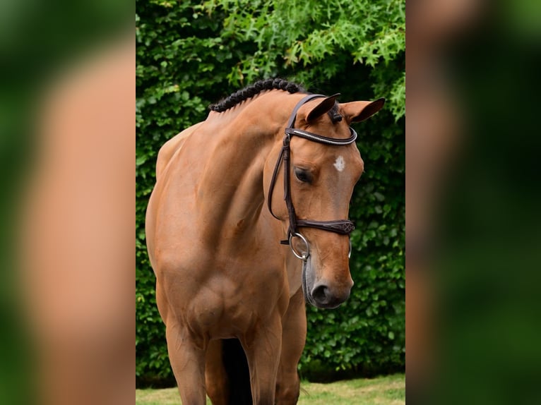 BWP (cheval de sang belge) Jument 6 Ans 164 cm Bai in Bladel