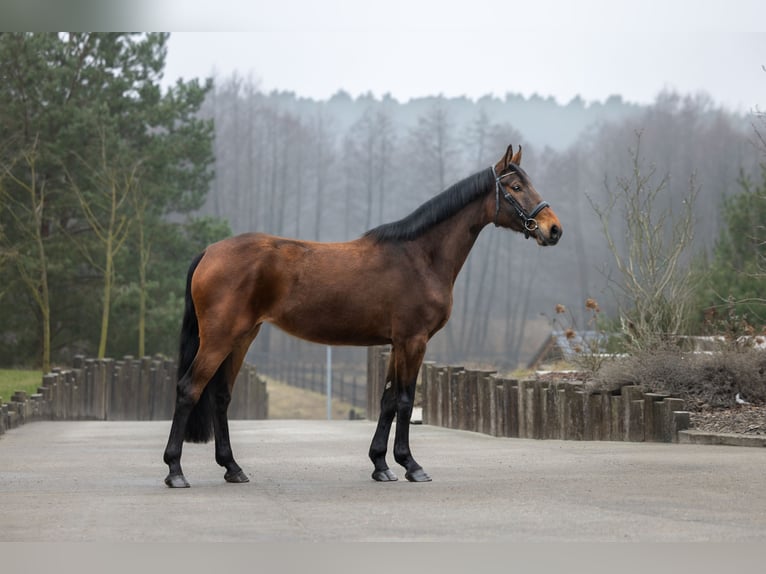 BWP (cheval de sang belge) Jument 6 Ans 167 cm Bai in Serock
