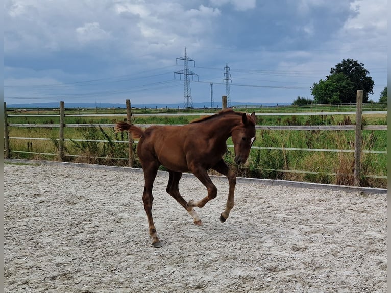 BWP (cheval de sang belge) Jument 6 Ans 168 cm Bai in Wachtberg