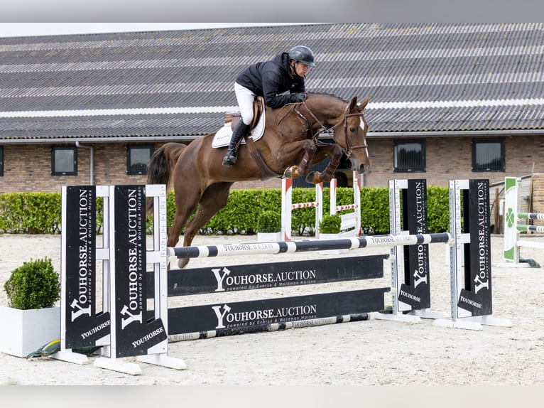 BWP (cheval de sang belge) Jument 6 Ans 170 cm Alezan brûlé in Waddinxveen