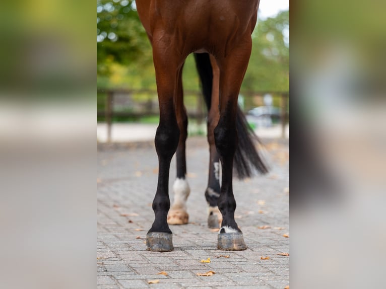 BWP (cheval de sang belge) Jument 6 Ans 171 cm Bai in Kaulille