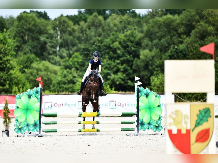 BWP (cheval de sang belge) Jument 6 Ans Bai brun in Grzmiąca