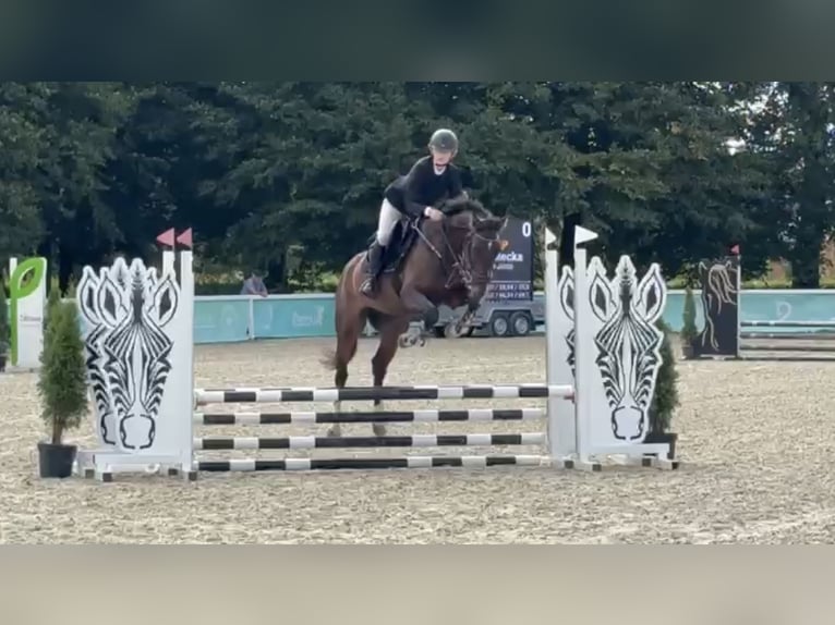 BWP (cheval de sang belge) Jument 6 Ans Bai brun in Grzmiąca