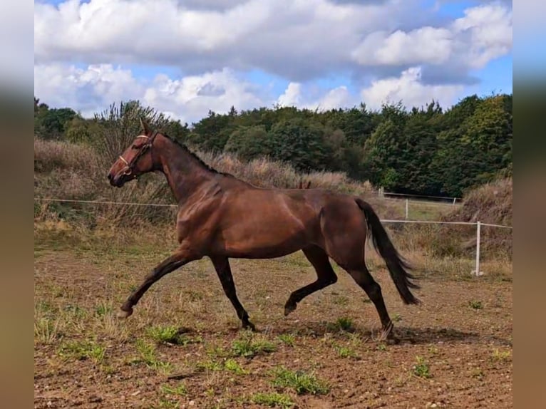 BWP (cheval de sang belge) Croisé Jument 7 Ans 162 cm Bai in Leipzig