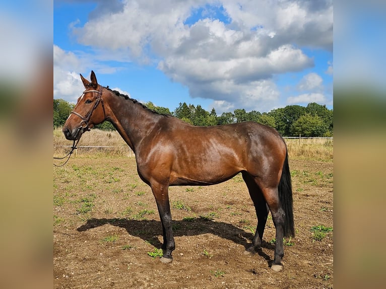 BWP (cheval de sang belge) Croisé Jument 7 Ans 162 cm Bai in Leipzig