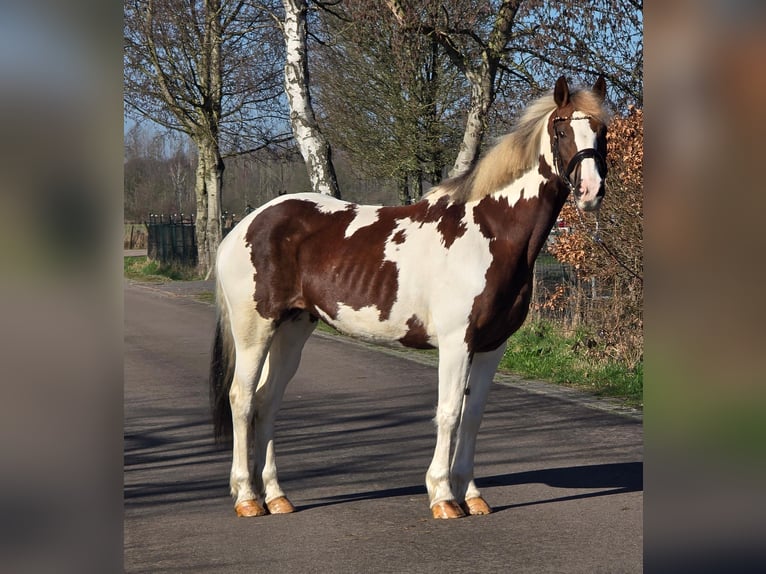 BWP (cheval de sang belge) Jument 7 Ans 162 cm Pinto in Someren
