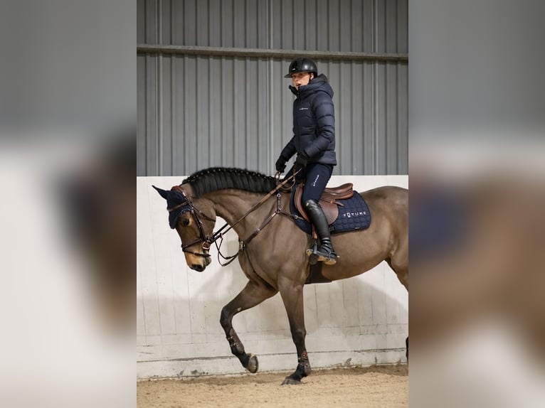 BWP (cheval de sang belge) Jument 7 Ans 168 cm Bai in Stockholm