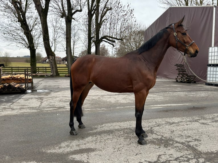 BWP (cheval de sang belge) Jument 7 Ans 168 cm  in GROTE-BROGEL