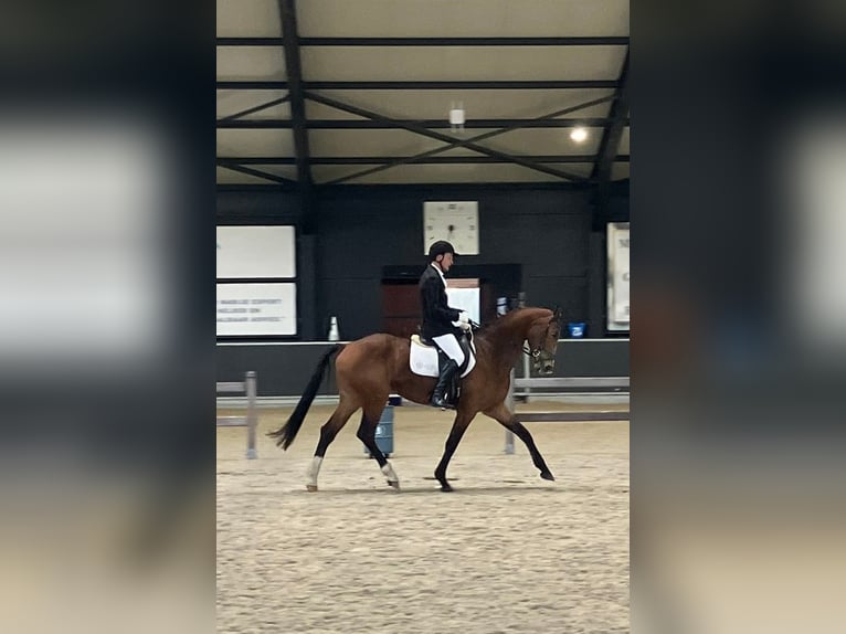 BWP (cheval de sang belge) Jument 7 Ans 170 cm Bai in Wervik