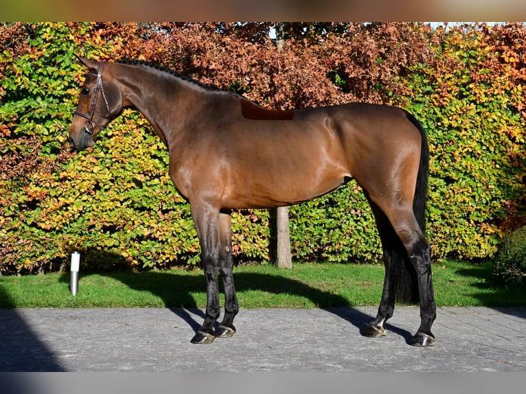 BWP (cheval de sang belge) Jument 7 Ans 176 cm Bai in Bladel