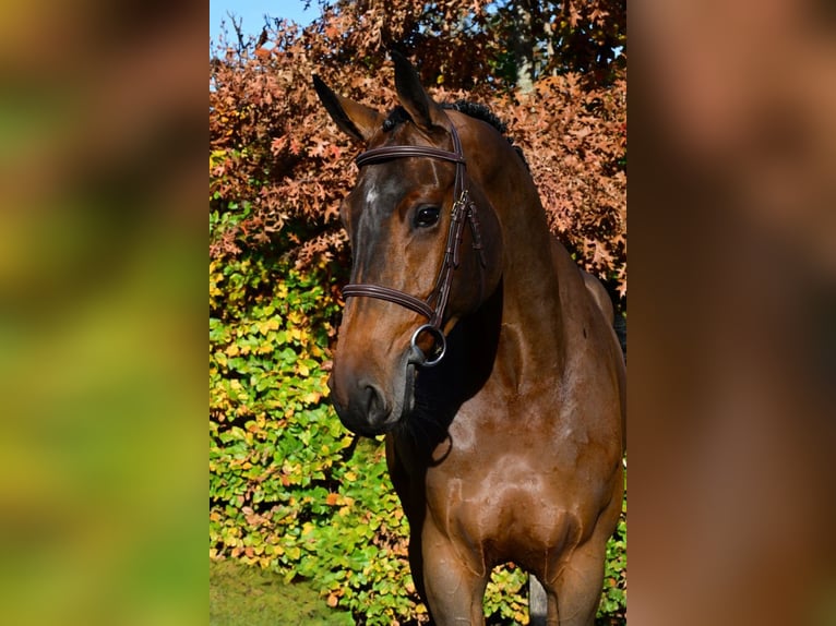 BWP (cheval de sang belge) Jument 7 Ans 176 cm Bai in Bladel