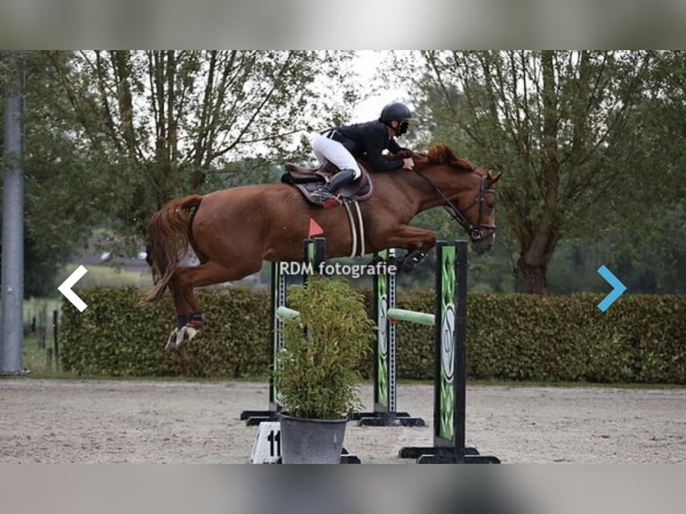 BWP (cheval de sang belge) Jument 7 Ans 178 cm Alezan in Berlare