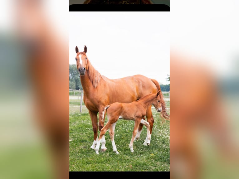 BWP (cheval de sang belge) Jument 8 Ans 163 cm Alezan brûlé in Ingelmunster