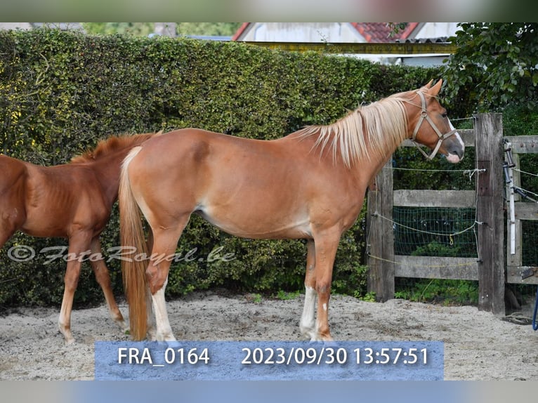 BWP (cheval de sang belge) Jument 8 Ans 165 cm Alezan in TERNAT