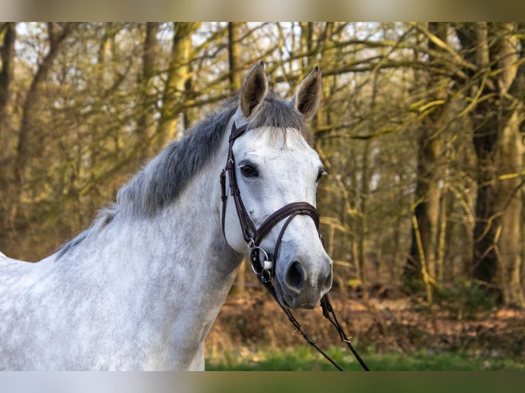 BWP (cheval de sang belge) Jument 8 Ans 165 cm Gris in Malle