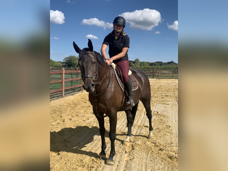 BWP (cheval de sang belge) Jument 8 Ans 166 cm Bai brun in Sint-Lambrechts-Herk
