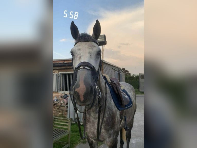 BWP (cheval de sang belge) Jument 8 Ans 168 cm Gris in Meise