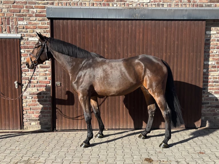 BWP (cheval de sang belge) Jument 8 Ans 169 cm Bai brun in Titz