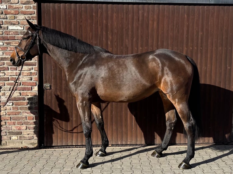 BWP (cheval de sang belge) Jument 8 Ans 169 cm  in Grefrath