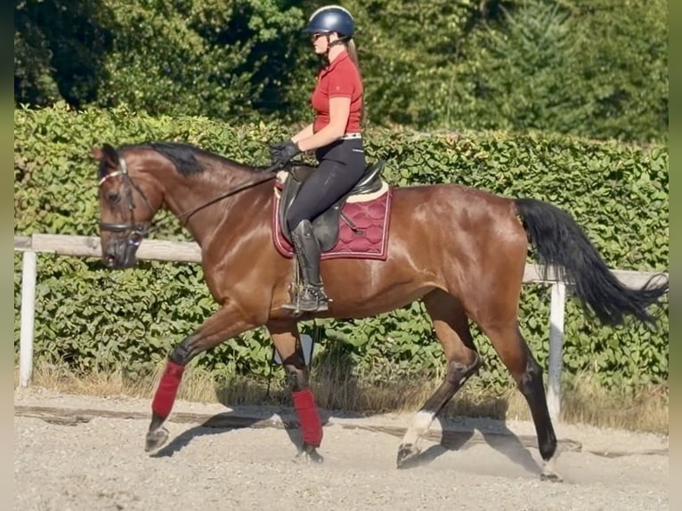 BWP (cheval de sang belge) Jument 8 Ans 170 cm Bai in Neustadt (Wied)