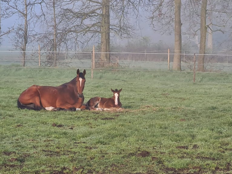 BWP (cheval de sang belge) Jument 8 Ans 173 cm Bai in Rijkevorsel