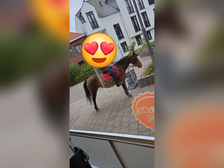 BWP (cheval de sang belge) Jument 9 Ans 136 cm Bai in Geel