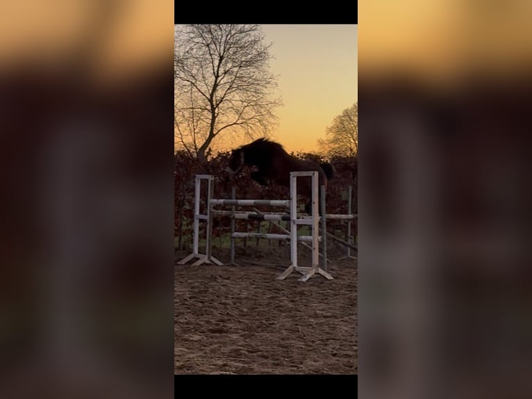 BWP (cheval de sang belge) Jument 9 Ans 136 cm Bai in Geel