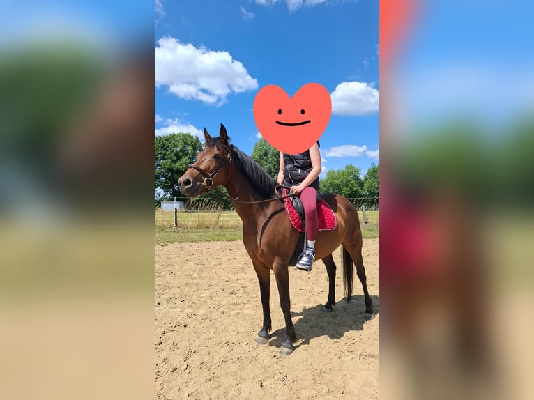 BWP (cheval de sang belge) Jument 9 Ans 136 cm Bai in Geel