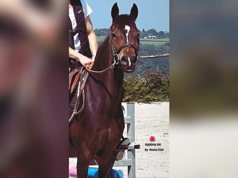 BWP (cheval de sang belge) Jument 9 Ans 144 cm Bai brun foncé in Liège