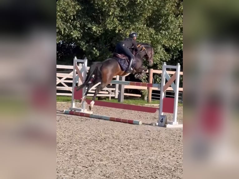 BWP (cheval de sang belge) Jument 9 Ans 144 cm Bai brun foncé in Liège