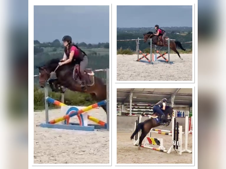 BWP (cheval de sang belge) Jument 9 Ans 144 cm Bai brun foncé in Liège