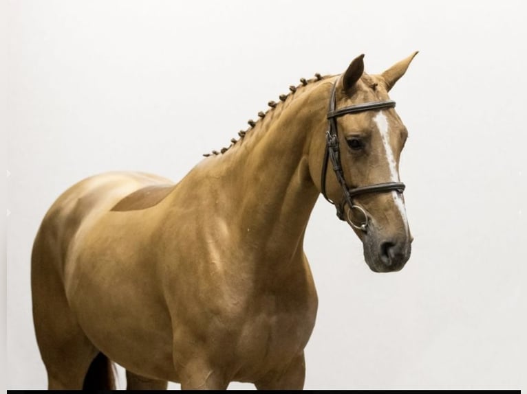 BWP (cheval de sang belge) Jument 9 Ans 163 cm Alezan in Affligem