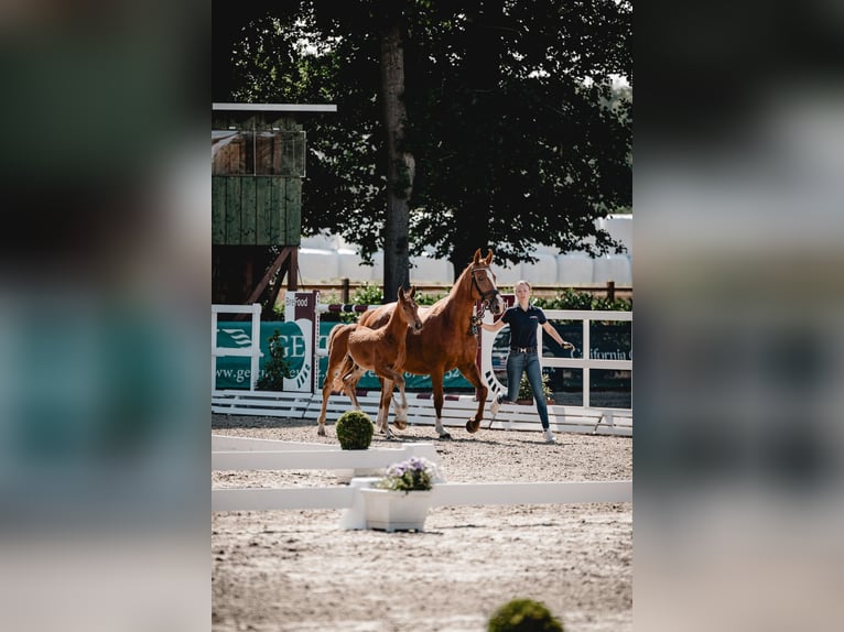 BWP (cheval de sang belge) Jument 9 Ans 165 cm Alezan in Marl