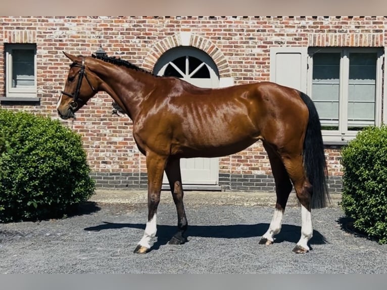 BWP (cheval de sang belge) Jument 9 Ans 167 cm Bai cerise in Bladel