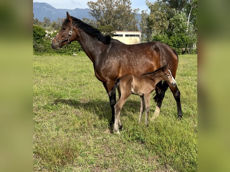 BWP (cheval de sang belge) Jument 9 Ans 168 cm Bai cerise in Oropos