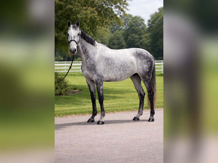 BWP (cheval de sang belge) Jument 9 Ans 170 cm Rouan bleu in Hamont