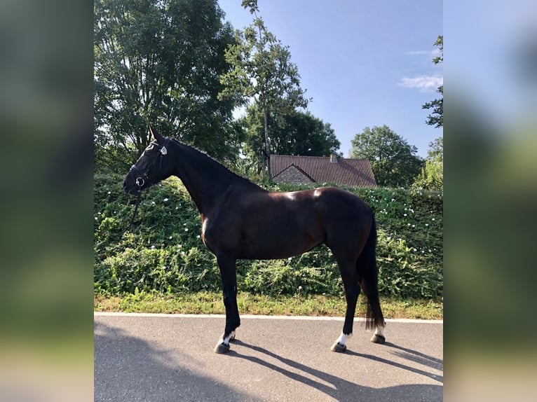 BWP (cheval de sang belge) Jument 9 Ans 173 cm Noir in Grote-Brogel