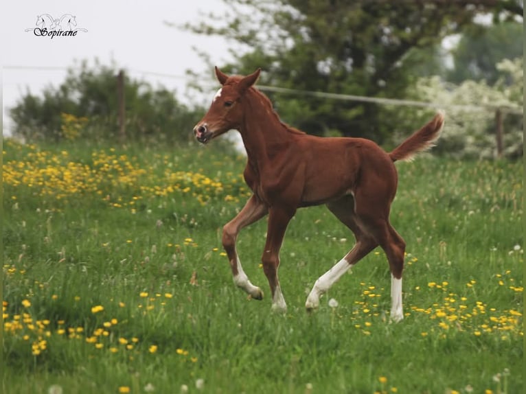 BWP (cheval de sang belge) Jument  Alezan in Montloué