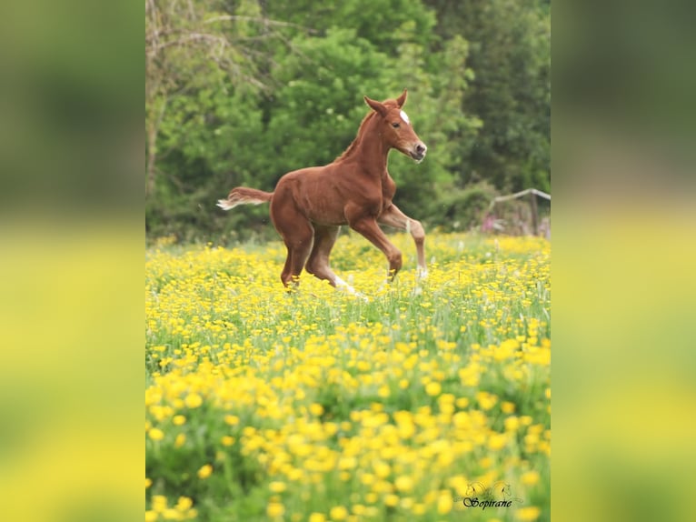 BWP (cheval de sang belge) Jument  Alezan in Montloué