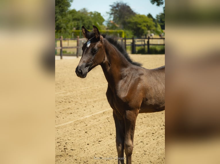 BWP (cheval de sang belge) Jument Poulain (05/2026) Bai brun in Kaulille