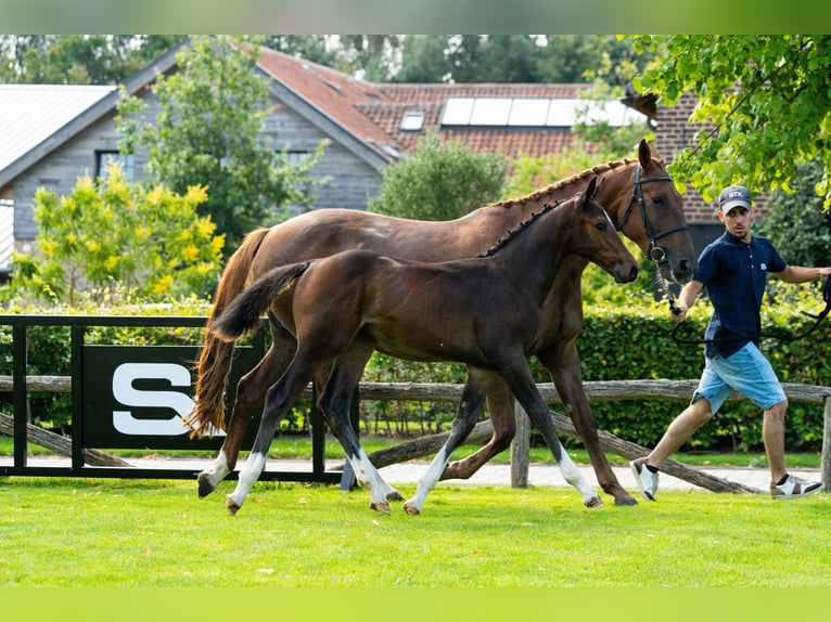 BWP (cheval de sang belge) Jument Poulain (05/2025) Bai brun in Wolvertem