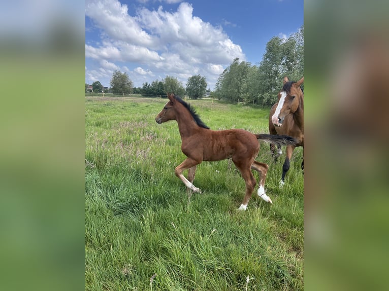 BWP (cheval de sang belge) Jument  Bai in Gent