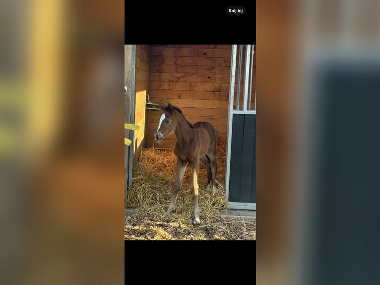 BWP (cheval de sang belge) Jument  Bai in Gent