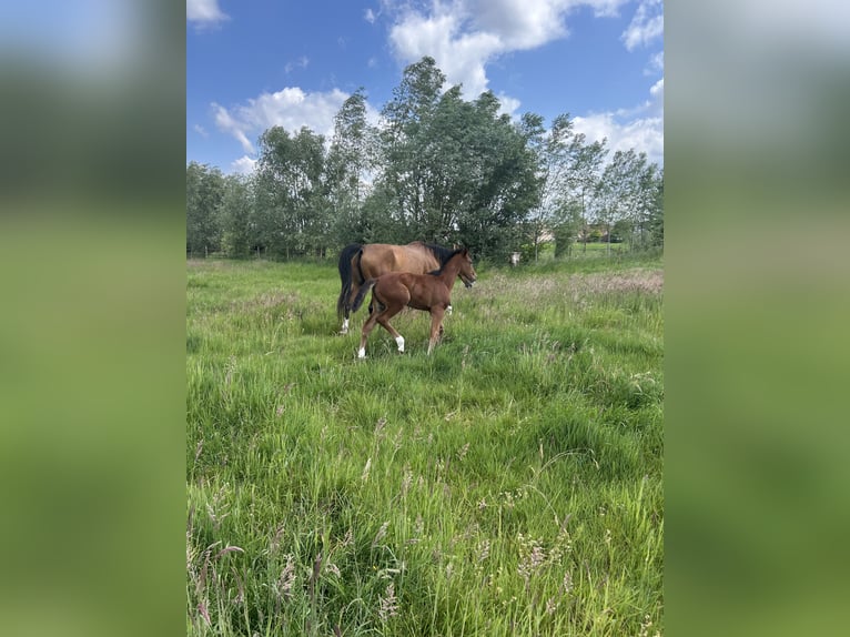 BWP (cheval de sang belge) Jument  Bai in Gent