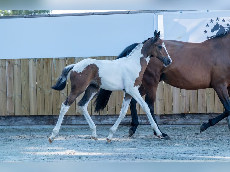 BWP (cheval de sang belge) Jument Poulain (06/2025) in GROTE-BROGEL