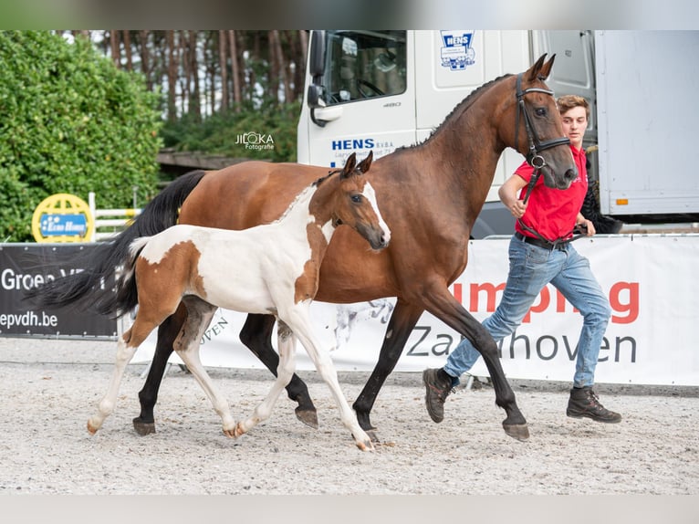 BWP (cheval de sang belge) Jument Poulain (06/2025) in GROTE-BROGEL