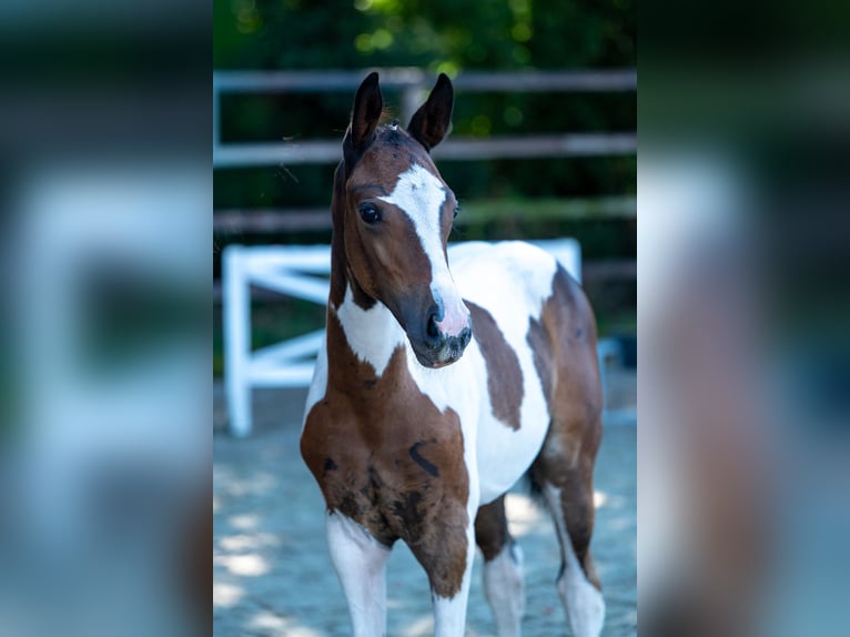 BWP (cheval de sang belge) Jument Poulain (06/2025) in GROTE-BROGEL