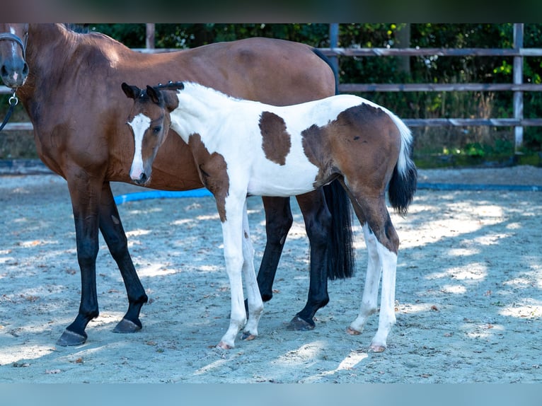 BWP (cheval de sang belge) Jument Poulain (06/2025) in GROTE-BROGEL